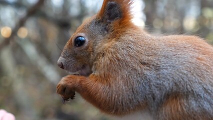 Close up of wild fluffy squirrel eating found walnuts at autumn park. Cute brown rodent gnawing nuts at forest. Pretty small sciurus chewing food outdoor. Concept of wildlife
