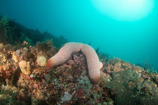 Giant heavy starfish on tropical coral reef underwater in the Philippines