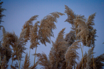 Obraz premium natural pampas grass in nature reserve with evening skies blurred background, boho inspired