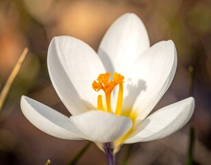 Closeup of white crocus flower blooming.