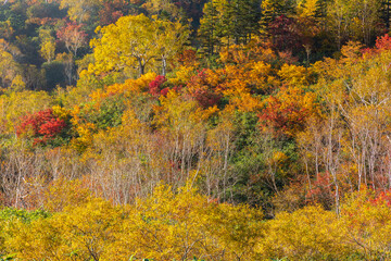 日本の風景・秋　長野　紅葉の栂池自然園