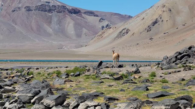 A solitary guanaco grazing in the Laguna del Diamante reserve in the Andes.