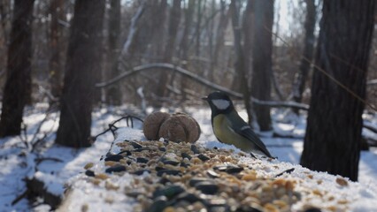 Cute tit bird pecking food from open feeding trough at snowy forest. Beautiful tomtit eating meal from wood feeder at sunny snow woodland. The scene captures care for wildlife and harmony of nature © ExpressVectors