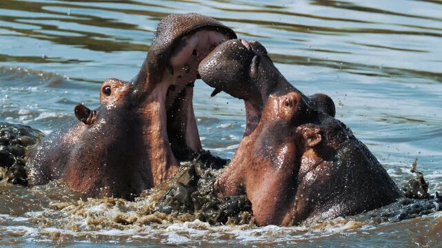 Angry male hippos fight with mouth wide open in Mara river brown muddy water. Hippopotamus rival contend rush at each other in swamps ponds. African nature reservation, Wild animals in natural habitat