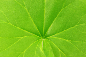 Green Geranium leaf background, close up