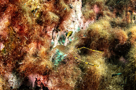 Macro close-up of Palaemon elegans shrimp walking across algae-covered limestone rock in Barracuda Lake Coron