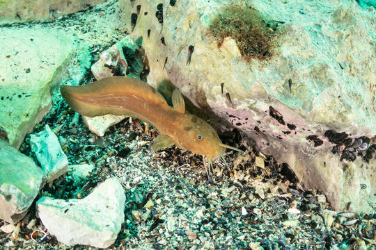 Macro close-up of a blue-eyed dwarf catfish resting in the freshwater environment of Barracuda Lake