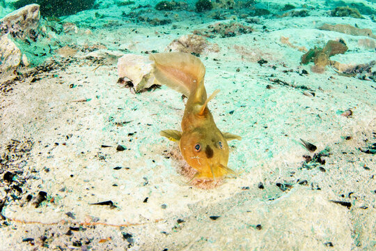 ingle fish swimming, freshwater wildlife, blue-eyed dwarf catfish, underwater movement, clear lake water, tropical freshwater fish, aquatic animal, fish behaviour, underwater landscape, peaceful under