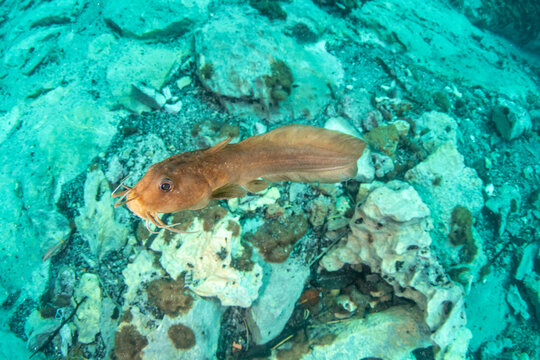 Blue-eyed dwarf catfish swimming above limestone rocks in the clear freshwater environment of Barracuda Lake Coron