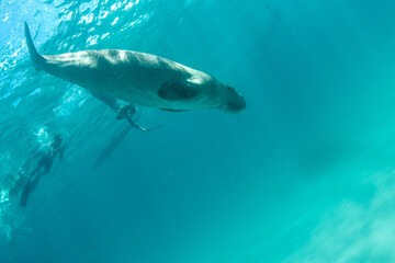 Naklejka premium Dugong (Dugong dugon) swimming near snorkelers by coral reef, Coron, Palawan, Philippines