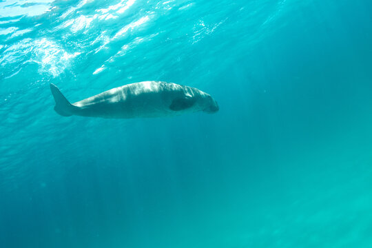 Dugong "Dugong dugon" Palawan, Philippines