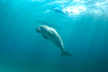 Obraz premium Dugong (Dugong dugon) swimming near snorkelers by coral reef, Coron, Palawan, Philippines