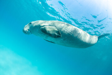 Obraz premium Dugong 