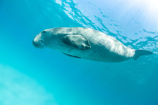 Dugong (Dugong dugon) Coron, Palawan, Philippines