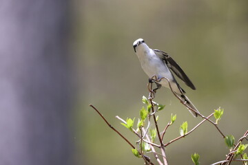 Obraz premium The ashy minivet (Pericrocotus divaricatus) is a passerine bird of eastern Asia belonging to the minivet genus Pericrocotus in the cuckooshrike family Campephagidae.
