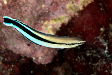 Bluestreak cleaner wrasse swimming over coral reef in Puerto Galera Philippines © Krzysztof Bargiel