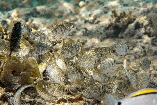 School of Scribbled Rabbitfish Feeding on Coral Reef in Moalboal