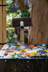 江の島26223　常立寺15　花手水