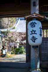 江の島26223　常立寺5　梅