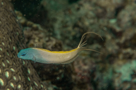 Forktail blenny resting on coral reef in tropical underwater macro scene