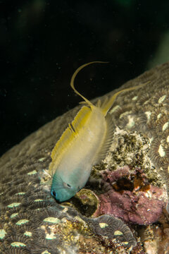 Forktail blenny feeding behavior on coral reef in tropical underwater macro scene