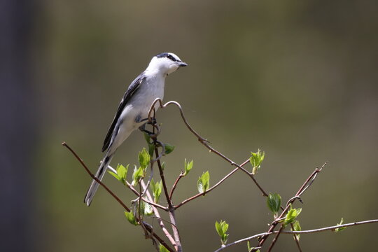 The ashy minivet (Pericrocotus divaricatus) is a passerine bird of eastern Asia belonging to the minivet genus Pericrocotus in the cuckooshrike family Campephagidae.