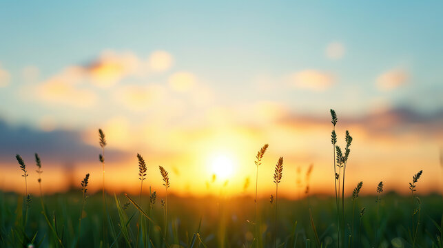 A field of grass with a sun in the sky