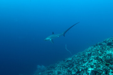 Thresher sharks (Alopias sp.) swimming underwater at Malapascua, Cebu, Philippines © Krzysztof Bargiel
