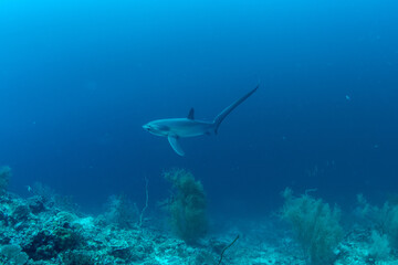Naklejka premium Thresher sharks (Alopias sp.) swimming underwater at Malapascua, Cebu, Philippines