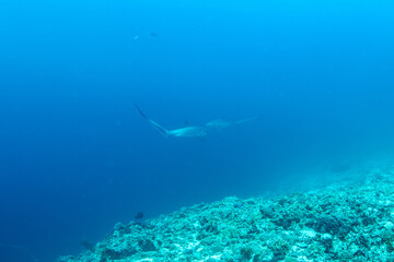 Thresher sharks (Alopias sp.) swimming underwater at Malapascua, Cebu, Philippines