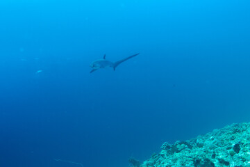 Thresher sharks (Alopias sp.) swimming underwater at Malapascua, Cebu, Philippines