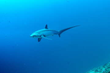 Obraz premium Thresher sharks (Alopias sp.) swimming underwater at Malapascua, Cebu, Philippines