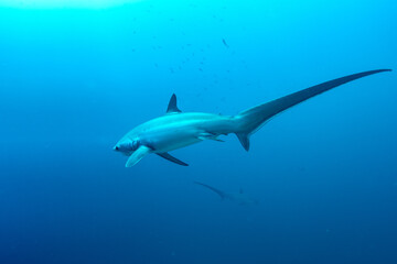 Thresher sharks (Alopias sp.) swimming underwater at Malapascua, Cebu, Philippines