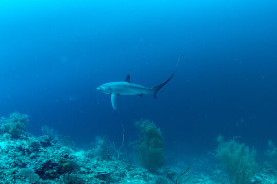Thresher sharks (Alopias sp.) swimming underwater at Malapascua, Cebu, Philippines