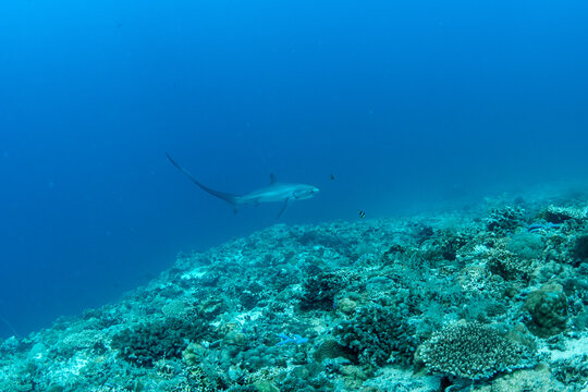 Thresher sharks (Alopias sp.) swimming underwater at Malapascua, Cebu, Philippines
