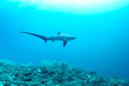 Thresher sharks (Alopias sp.) swimming underwater at Malapascua, Cebu, Philippines