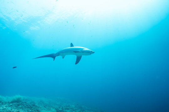 Thresher sharks (Alopias sp.) swimming underwater at Malapascua, Cebu, Philippines