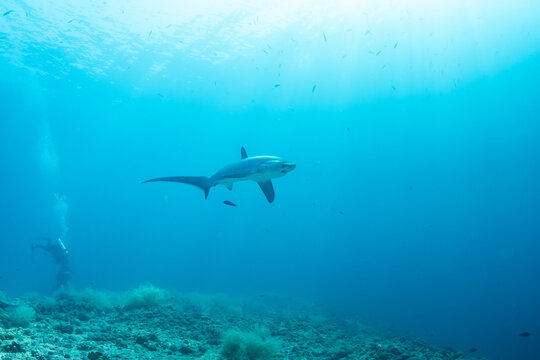 Thresher sharks (Alopias sp.) swimming with scuba divers at Malapascua, Cebu, Philippines
