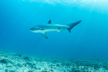 Thresher sharks (Alopias sp.) underwater at Malapascua, Cebu, Philippines