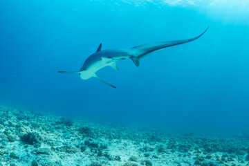 Fototapeta premium Thresher sharks swimming underwater at Malapascua, Cebu, Philippines