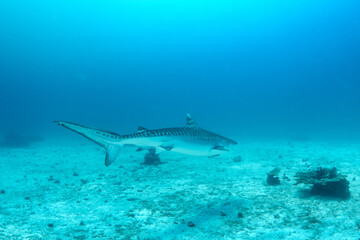 Tiger shark (Galeocerdo cuvier) close-up, Malapascua, Philippines