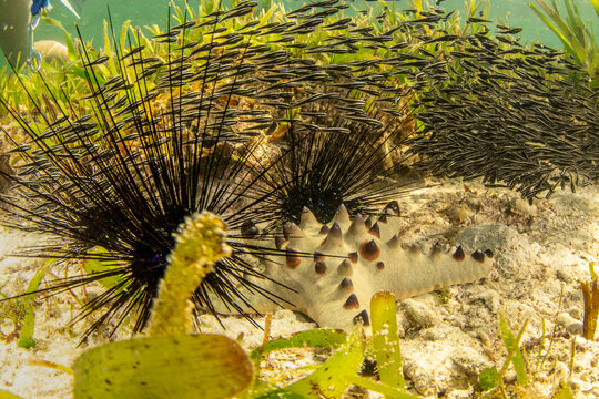 Chocolate chip starfish with sea urchins and juvenile striped catfish on seagrass reef