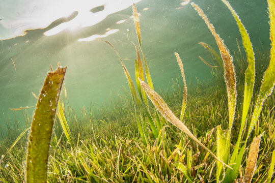 Alligator pipefish with sunlight rays breaking through seagrass canopy Malapascua