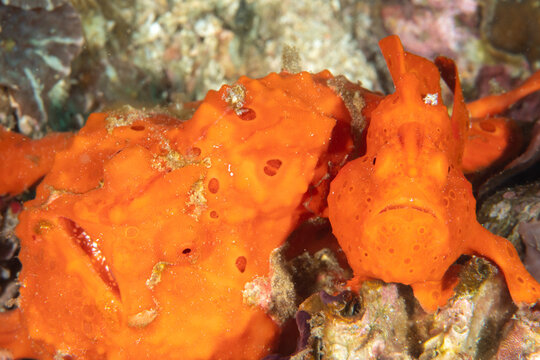 Extreme macro detail of painted frogfish face in Malapascua Philippines