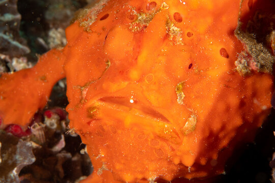 Close up macro portrait of painted frogfish in Malapascua Philippines