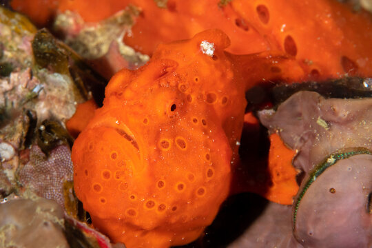 Macro close up of painted frogfish on coral reef in Malapascua Philippines