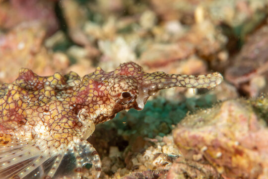 Dragon seamoth face close up side view on reef bottom