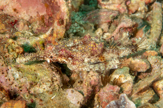 Dragon seamoth hiding on tropical reef seabed macro view