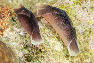 Elegant headshield slug (Chelidonura amoena) close-up, Malapascua, Philippines