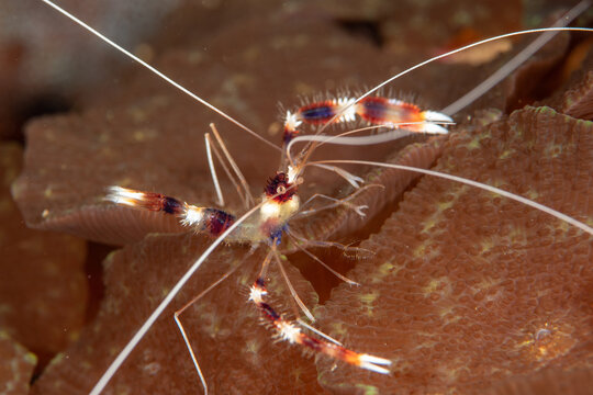 Coral banded shrimp (Stenopus hispidus) close-up, Malapascua, Philippines